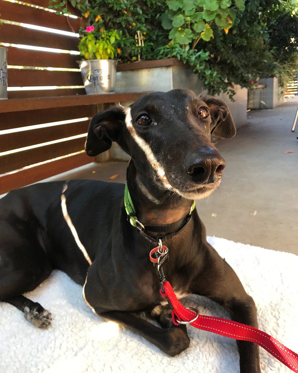 rspca lost dogs home