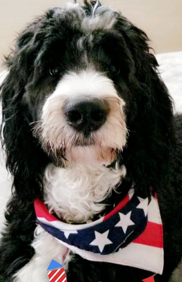 #dogsoftwitter #Happy4thofJuly