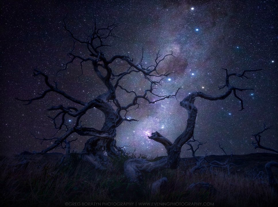 Good evening, "Roots of Light" by Greg Boratyn #Astralphotography #NightPhotography #Milkyway #stars #tree #roots