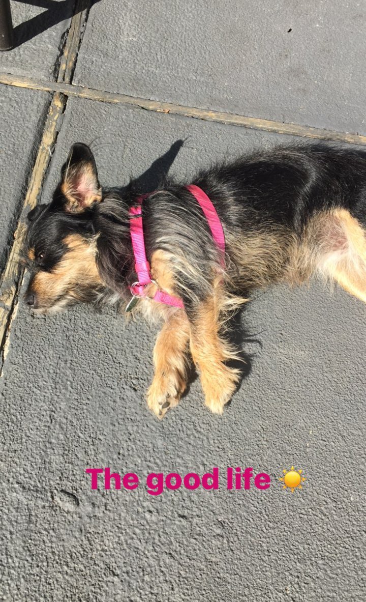 TMI_Uruguay's tweet photo. #PuppyLove #LakeRuns #EnjoyingTheDay #ZoePup #TBT #LilSteph @StephBennett89 https://t.co/sReBYkIDGH