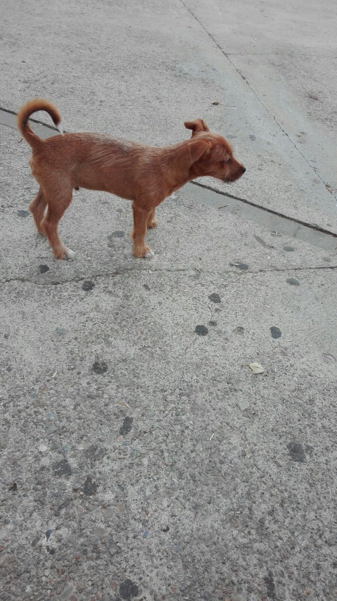 PepiOrtega2's tweet photo. URGENTE Cahorrito de tres mese abandonado en un pueblo anda por contenedores  ayuda es un bebé  Pepi Ortega 695458994 SÓLO WUASA   Cádiz https://t.co/zJlsk0HVny