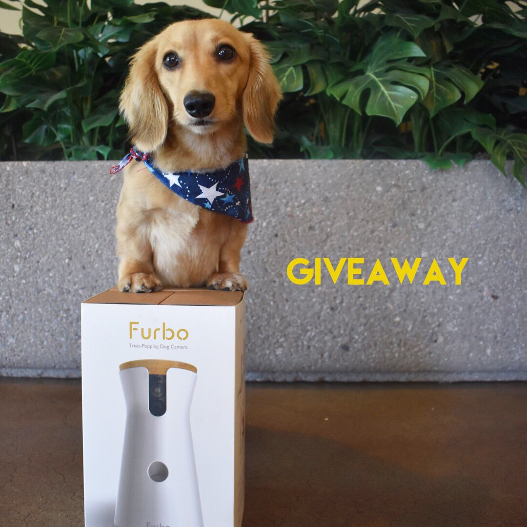 HeyThereBrady's tweet photo. I'm giving away a Furbo to one lucky owner! Check out my Instagram to see the details! 

IG: somethingaboutbrady 

#giveaway #giveaways https://t.co/ath0IuWYad