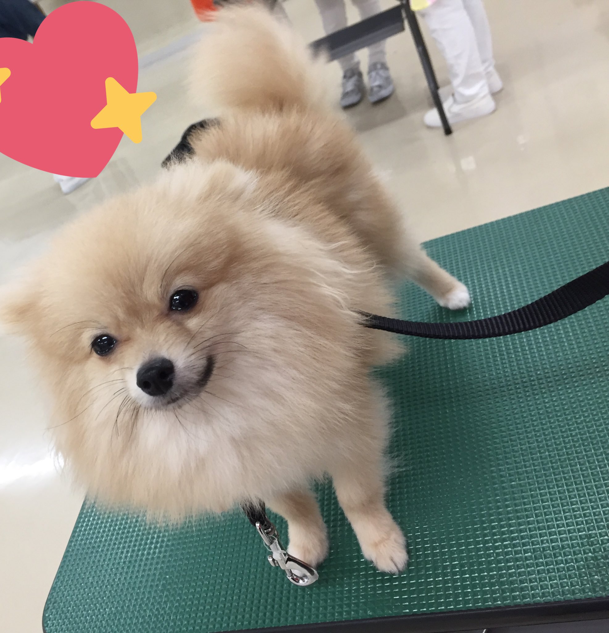 エコーペットビジネス総合学院 V Twitter 昨日の美容実習では きゃわたが クマさんカット デビュー 狐の面影があるのはナイショ M S 犬の学校 School ポメラニアン クマさんカット かわいい キツネ顔 T Co Eemzzln9gm Twitter