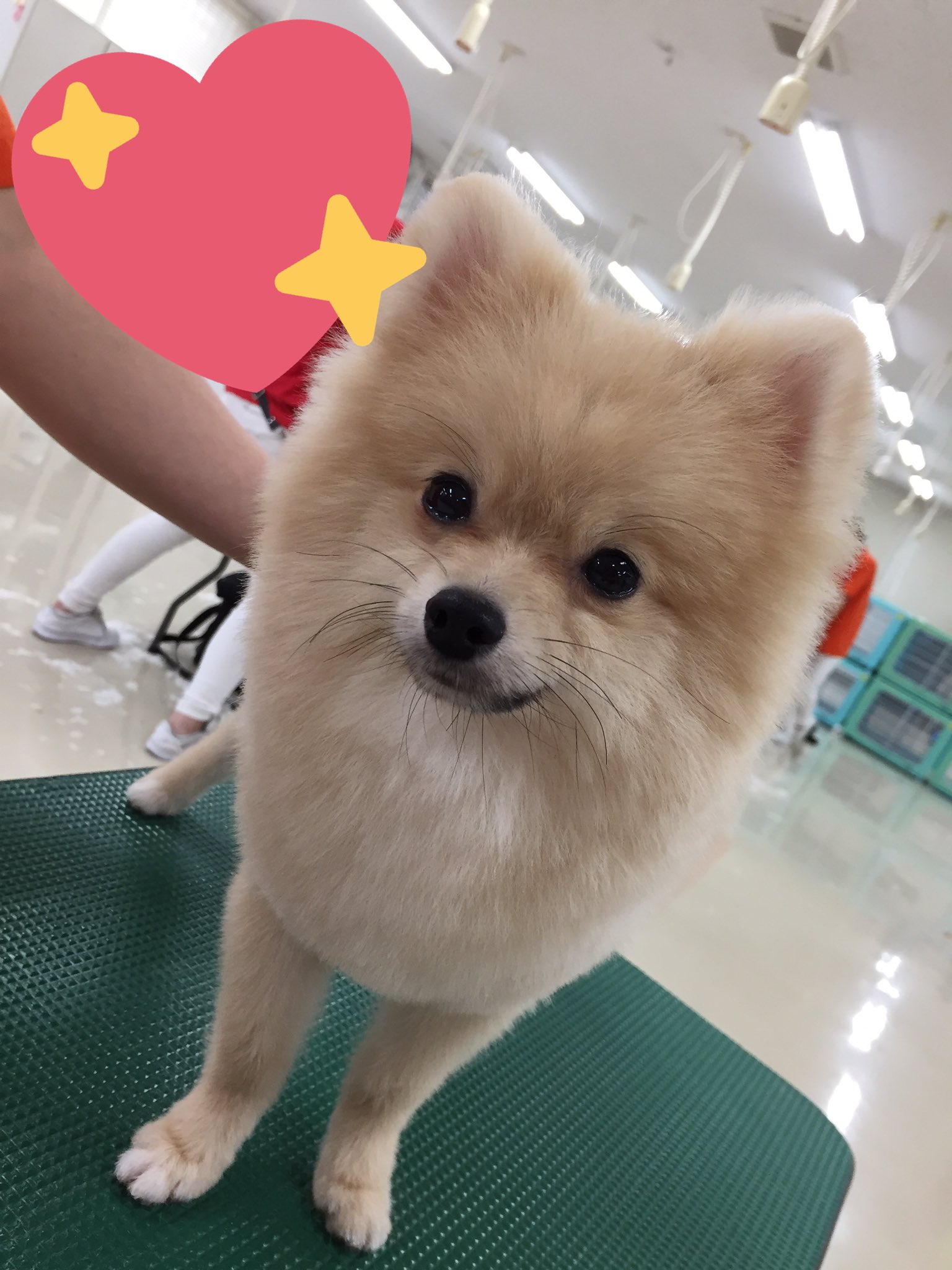 エコーペットビジネス総合学院 昨日の美容実習では きゃわたが クマさんカット デビュー 狐の面影があるのはナイショ M S 犬の学校 School ポメラニアン クマさんカット かわいい キツネ顔
