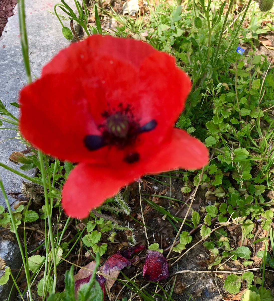 Es fällt beizeiten
So leicht und mühelos doch
Vom Mohn die Blüte.

Etsujin