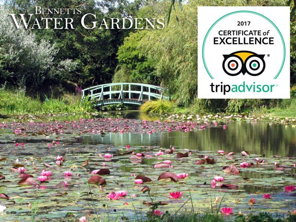 BennettsWG's tweet photo. Delighted to announce we've been awarded a @TripAdvisorUK 2017 Certificate of Excellence, thanks to your reviews! #CertificateofExcellence https://t.co/FEhvX8oQry