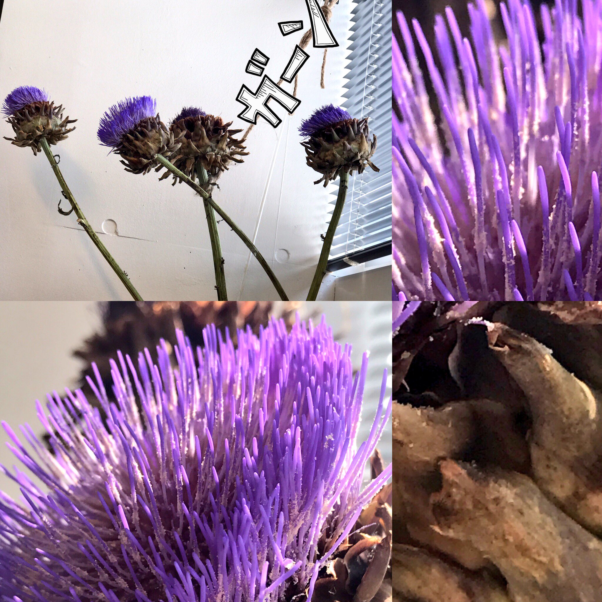 石丸幹二 ガーン アーティチョーク の花 大きな大きな アザミみたいな花に遭遇 棘が紫になる前の茶色の部分が食べる所らしい デカくてびっくり Kanjiishimaru 石丸幹二 アーティチョーク T Co Hhtpecj6wu Twitter