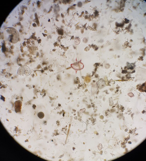 anaturalstate's tweet photo. Thinking of my friends at #phyto2017 @SAHFOS as I explore the amazing plankton diversity of Shimoda, Japan https://t.co/fPYOss8BQU