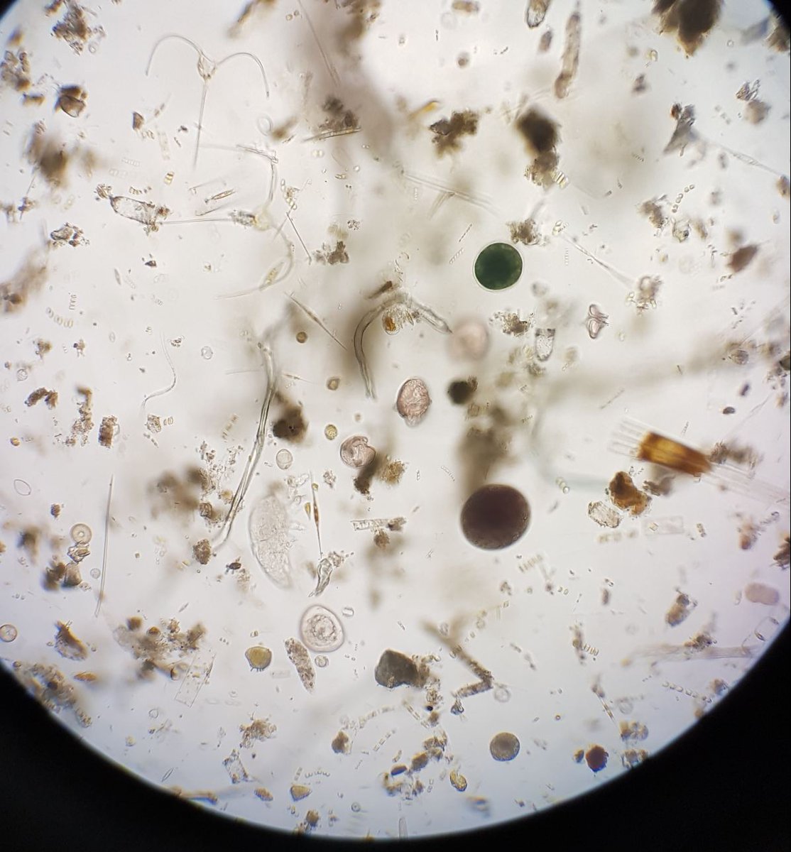 anaturalstate's tweet photo. Thinking of my friends at #phyto2017 @SAHFOS as I explore the amazing plankton diversity of Shimoda, Japan https://t.co/fPYOss8BQU