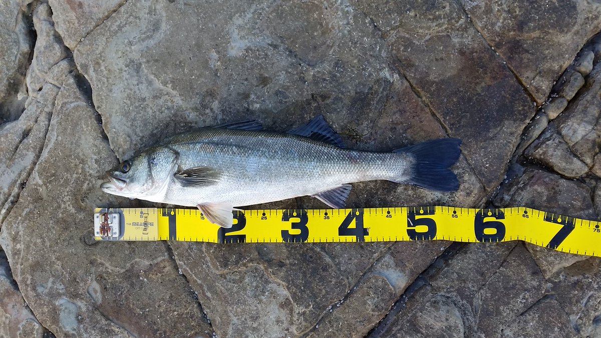 ina17709's tweet photo. 1ヒット、1キャッチ。
#spinbeam 30g (shimano) https://t.co/9kvIyCMrAx
