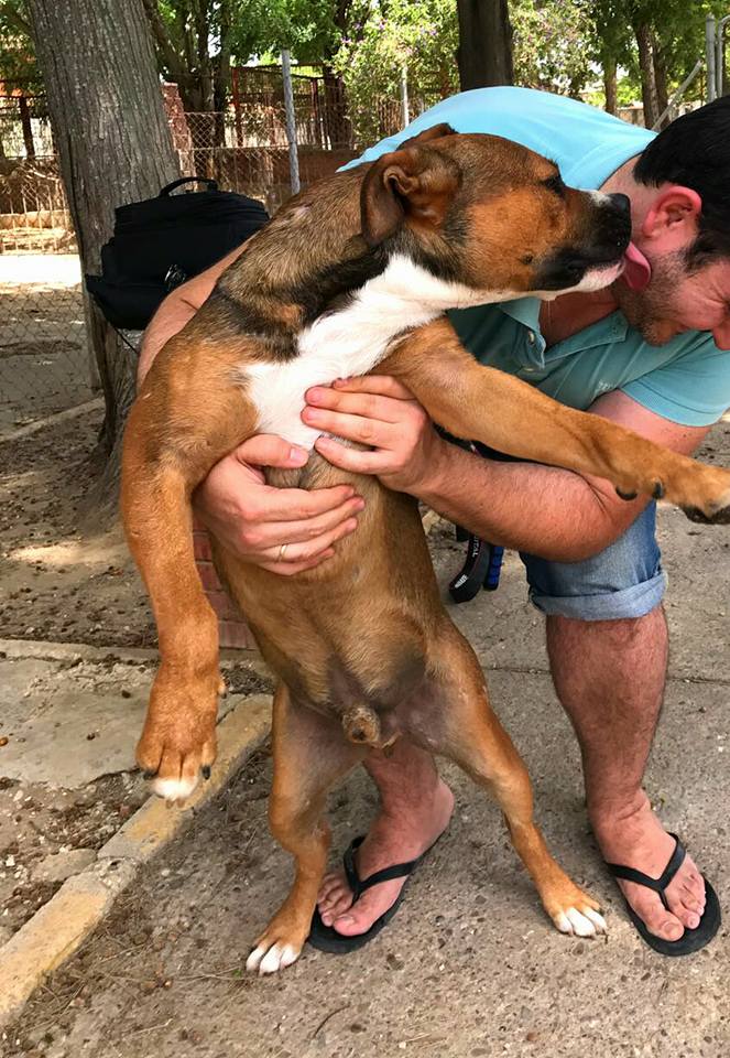 ACOGE A GRINGO.X American Stanfor mediano.D 3/16.Resi en Chiclana.OK perro no probado gato.Contacto maskeperros.es o contacto@maskeperros.es