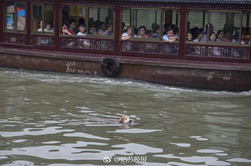 PDChina's tweet photo. Selfless dog in Suzhou clears over 2,000 plastic bottles from river in 10 years https://t.co/lZVw9QNWMd https://t.co/pSybPd7W7F