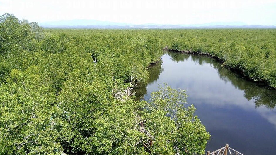 PSIaceh's tweet photo. Inilah kawasan hutan magrove di Langsa, Aceh. Hutan mangrove di Indonesia mewakili 23% dari keseluruhan mangrove di dunia @psi_id #savemugo https://t.co/6m0Wq5Su6E