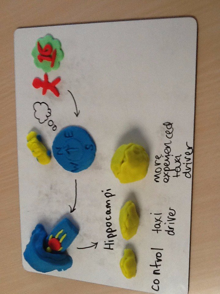 SJLPsychAndSoc's tweet image. Excellent Play Doh models of #NeuralPlasticity studies by 12D PSY #HighTemperatures #HighlyCreative