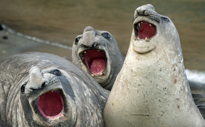 BangorBoat's tweet photo. A chorus of #Seals is awaiting at #Rockport Reef departing 17 July 10am #Pickie. Ain't been for years. Will update closer to the time. https://t.co/NDqmdHzveS