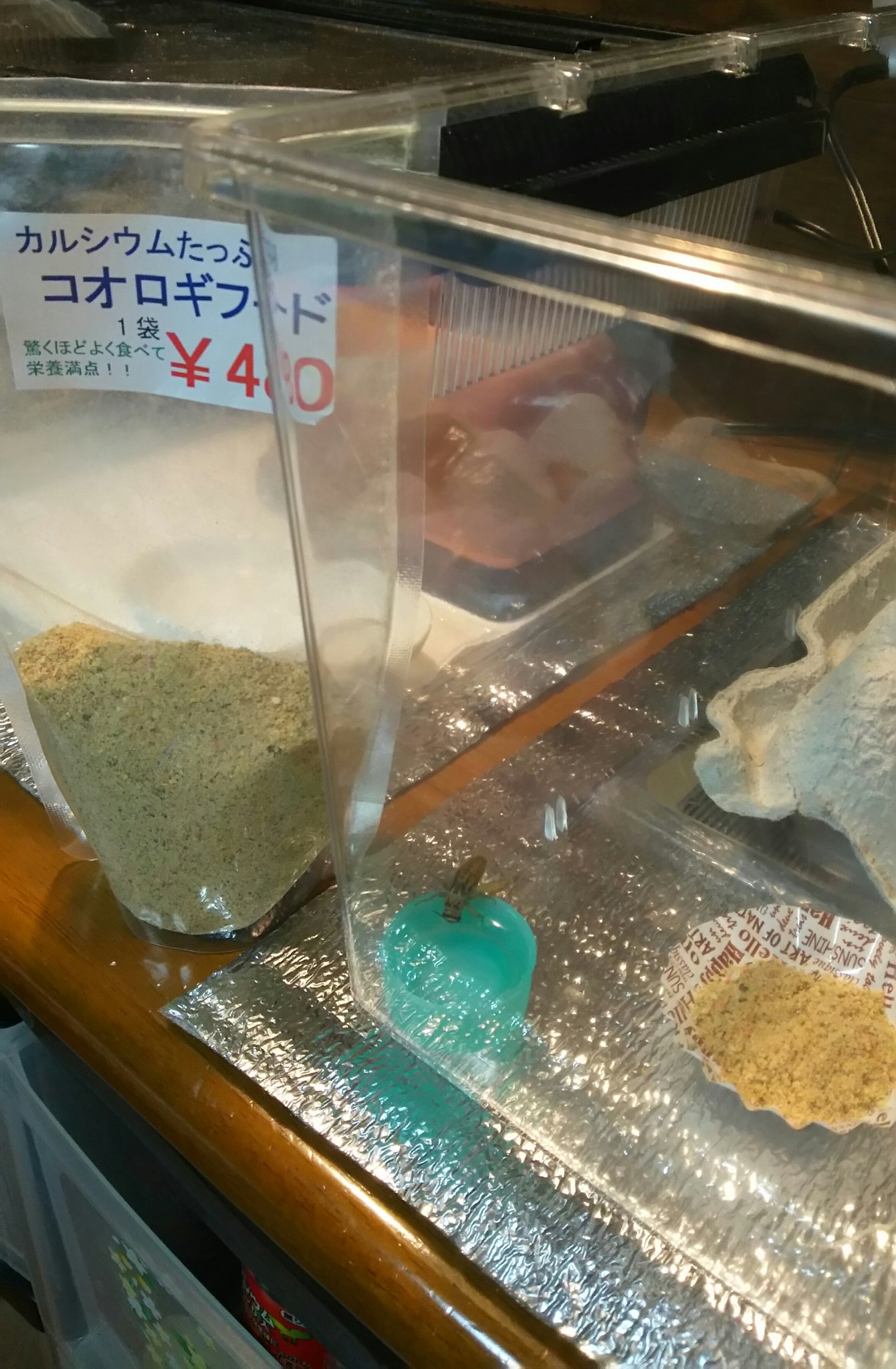まいにゃん En Twitter 新しいコオロギ導入 水入れはペットボトルのキャップ 餌入れはおかずカップと簡素にしているので その分 掃除をサクサクまめにこなせます ヨーロッパイエコオロギ イエコ T Co Qsfxvnx6u3 Twitter