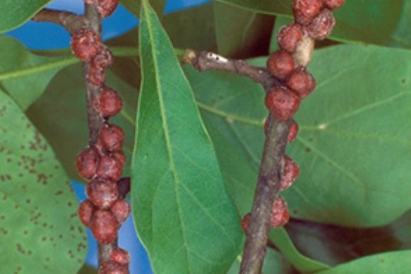 cloudtrendx's tweet image. Pests Flourish in Warmer World, Heat Cities Further goo.gl/jVSr2z via @sciam