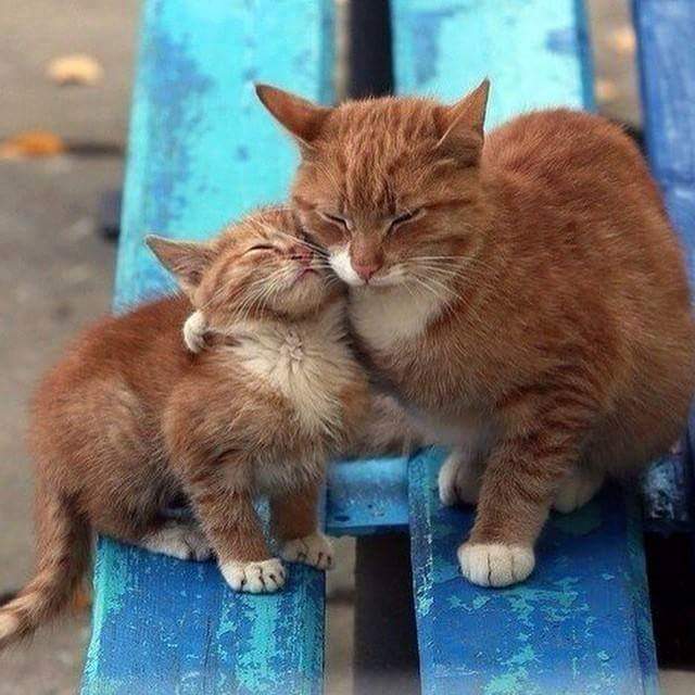 🐱🐱Kiss me..Kiss me..🐱🐱