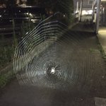 ライトをつけていなかったらアウト？蜘蛛の巣とかいうトラップ!