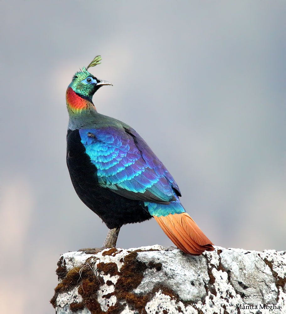 HimalayanMonal  #birdwatching #photography  #wildbird @orientbirdclub @Avibase #bitdingtour @odisha_tourism @bwdmag @AnimalPlanetIn #birding