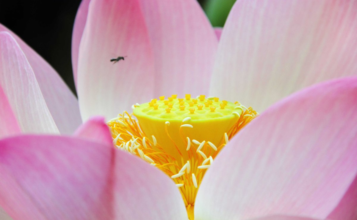 Nelumbo nucifera