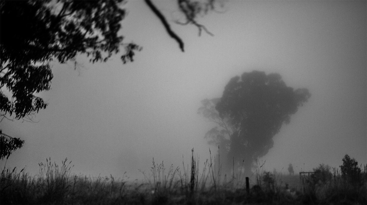 Shrubbette's tweet photo. Limbo? Limbo. https://t.co/NX1pab2BEe