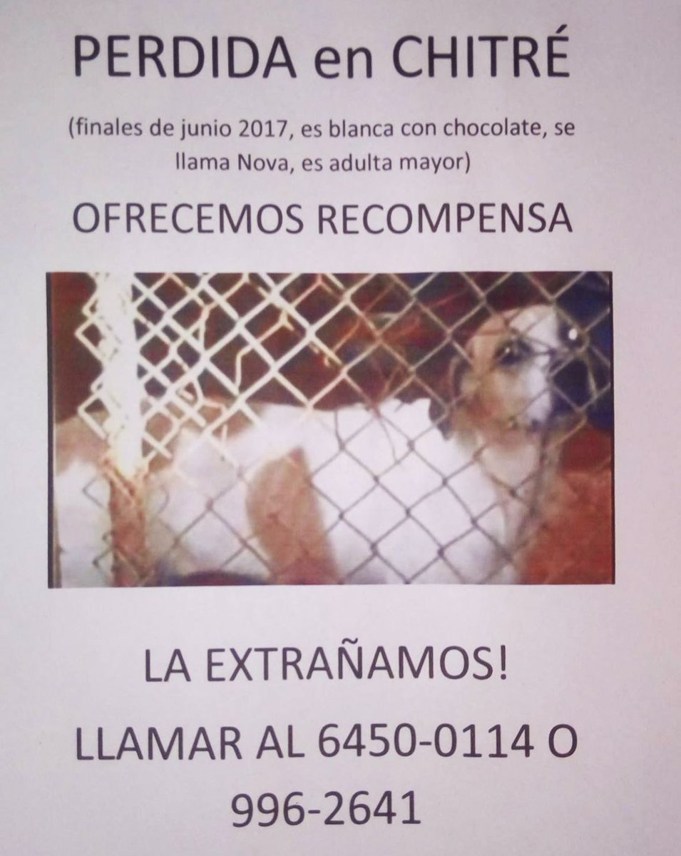 fundasispma's tweet photo. NOVA SE PERDIÓ EN CHITRÉ, nos ayudas compartiendo si? #PonleSuPlaquita #NoMasPerrosPerdidos https://t.co/u8qxUi0DeZ