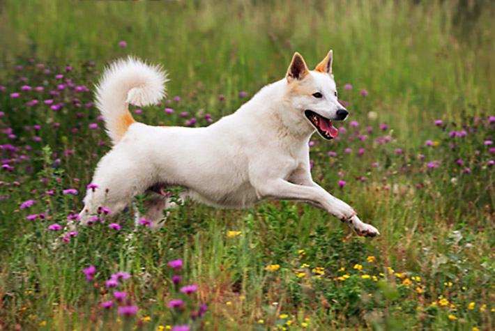 PrimitiveDogs's tweet photo. The #CanaanDog is a working dog used for herding, watching, guarding, tracking, but can be as well an excellent family companion. https://t.co/bzD7GWShSJ