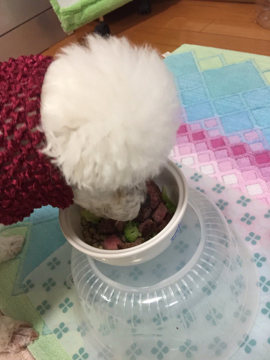 今日は愛犬スフレの誕生日です。これからもずっと一緒にいようね。