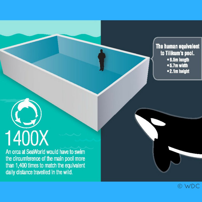 Imagine living the life of a captive dolphin! Nowhere to go, nothing to do. Unable to escape ... #DontBuyCaptivity 🐬