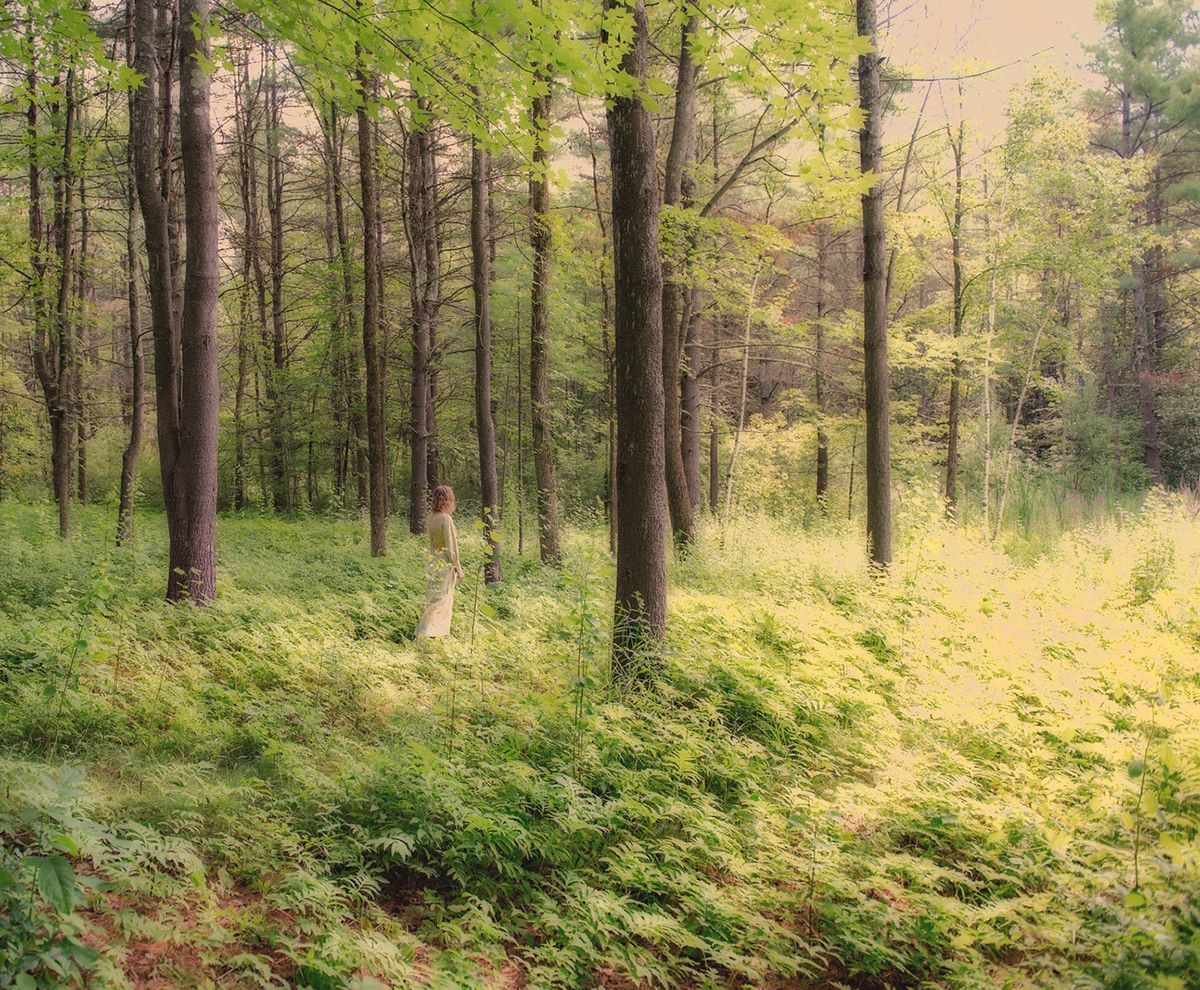 VermontNRCS's tweet photo. -Walking through a well-managed #Vermont #forest feels like walking in a #fairytale. #Conservation #getoutsideVT #rootedinVermont https://t.co/K0lxk9MZai