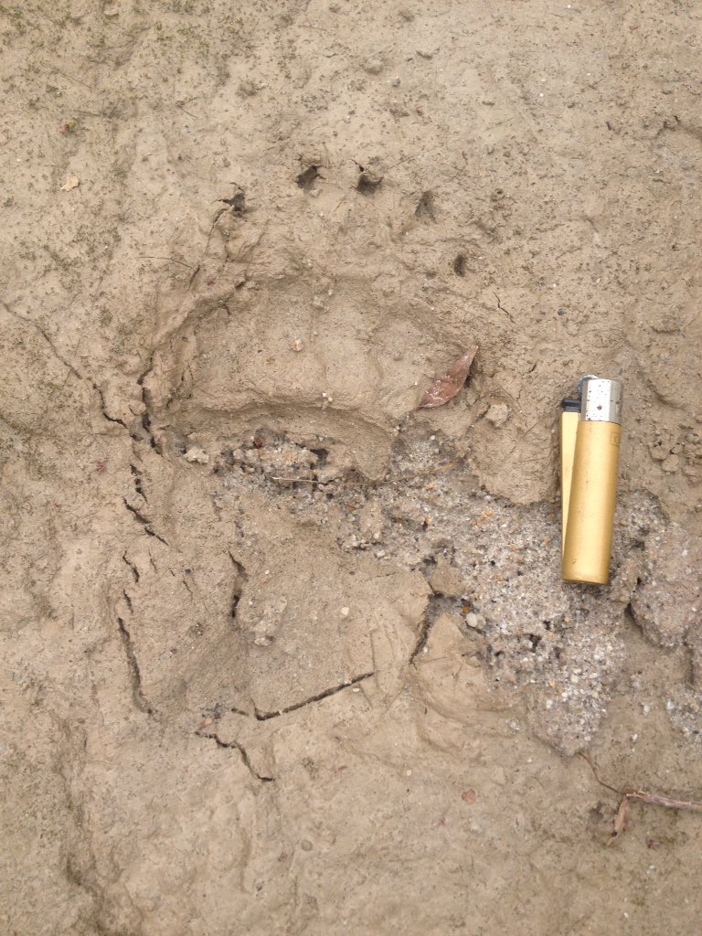 Rahul_Does's tweet image. Any general, #SweepingStatement about those who hunt for sport or food?