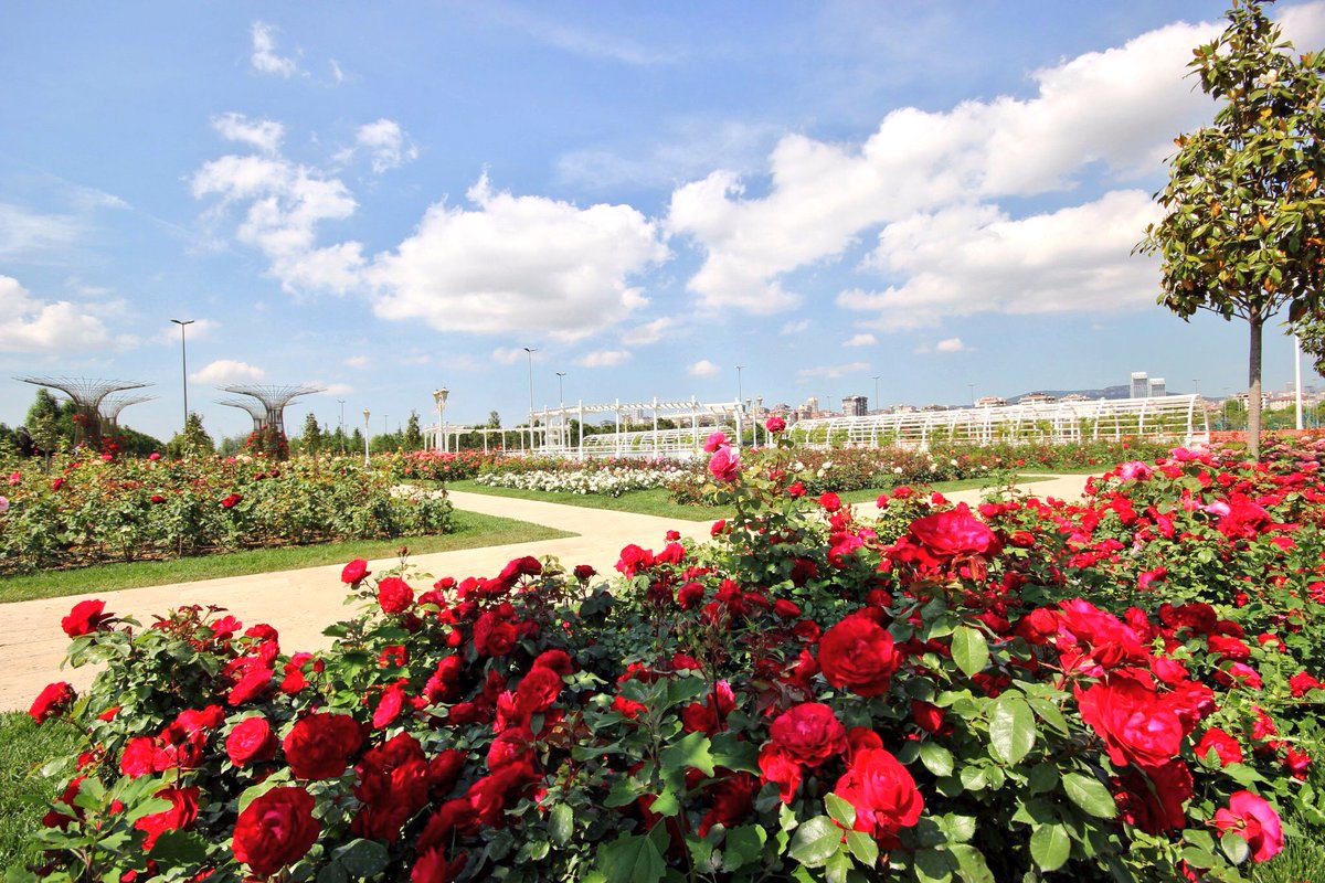 Park gülleri Park gülleri