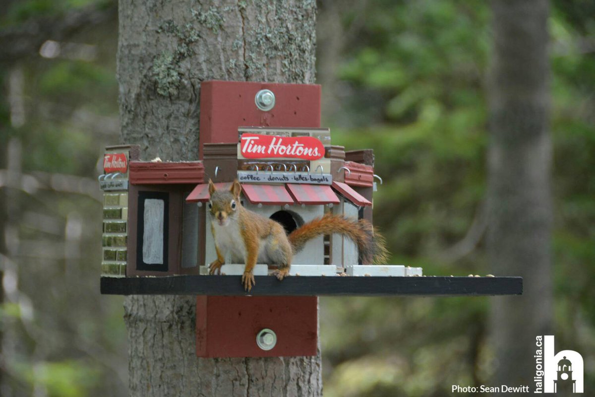 haligonia's tweet photo. Meanwhile in Shubie Park... https://t.co/Km2LIQ1O0M