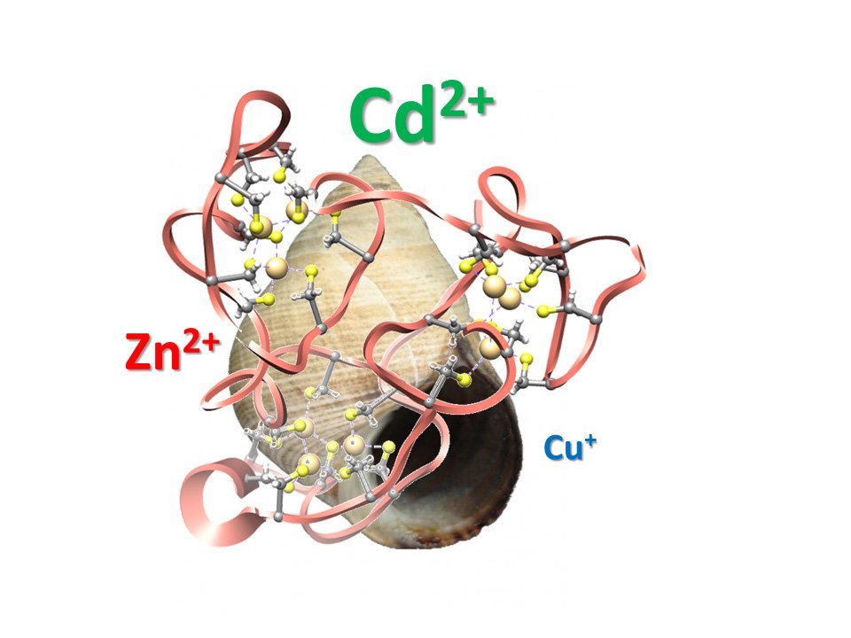 MDPIOpenAccess's tweet photo. Analysis of Metal-Binding Features of the Wild Type... https://t.co/e1A5h82fBX #Metallothionein #MetalBinding @IJMS_MDPI https://t.co/rwrmIR7wuf
