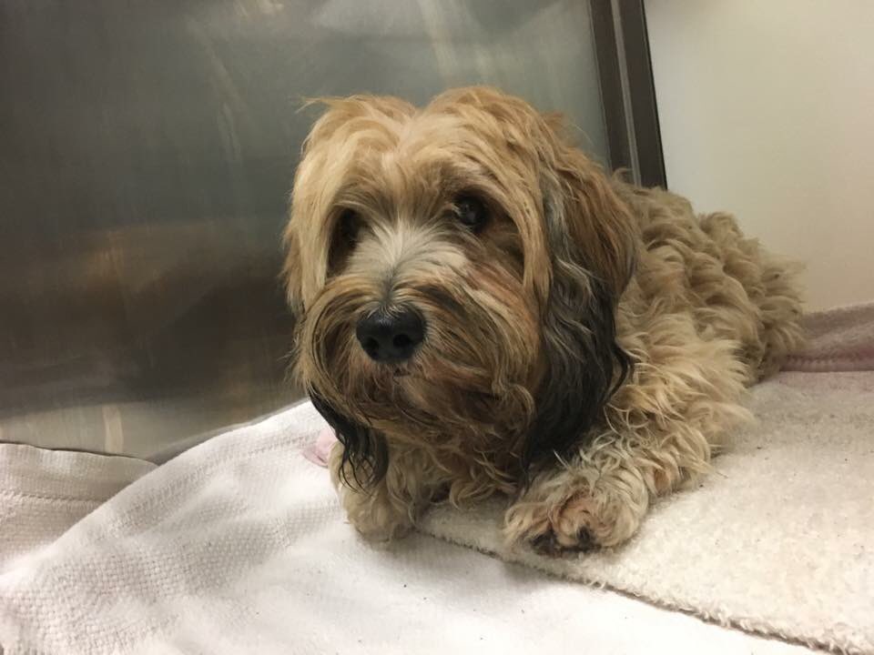 austinanimals's tweet photo. This dog jumped on the bus. @CapMetroATX called us to pick him up. He didn't have a pass. Thankfully he has a microchip! He is now home! https://t.co/PoYptikqxm