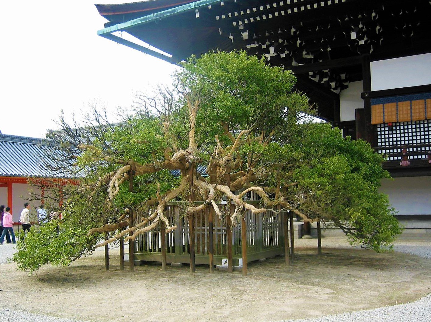 鎌倉悪源太義平 俺が重盛を追い回した場所とされる 左近の桜 右近の橘 は 京都御所の紫宸殿の前に植えられている もちろん当時と同じ木ではないけどな 普段は見学できないが 春秋の特別公開の時にでも見に行って往時を偲んでくれれば嬉しい