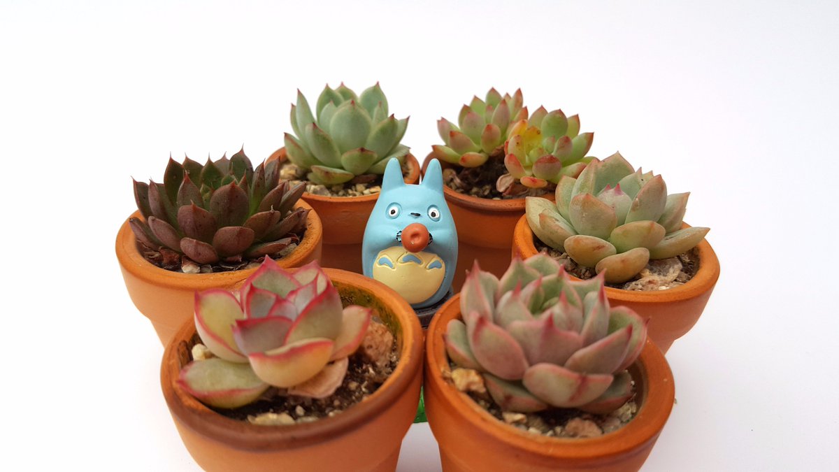 mangobling4227's tweet image. ▶미니어쳐다육이 미니다육 키우기 
망고샵 storefarm.naver.com/shopmango
다
육
이
#다육이 #미니어처 #초미니다육이 #미니다육 #미니다육파는곳 
#공기정화식물 #인테리어식물 #다육이농장 #다육이쇼핑몰 #인테리어소품 
#망고샵 #망고블링