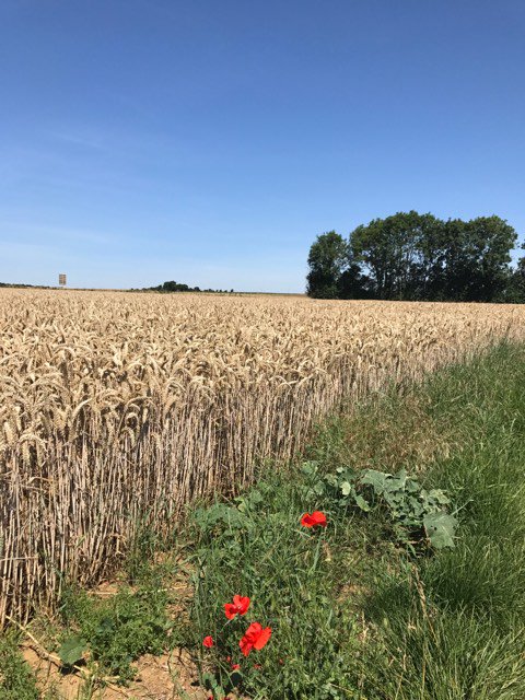ReassessHistory's tweet photo. Been kindly sent pics around where Tasker Watkins really earned his #VictoriaCross #VC with B Coy 1/5th Welch #53Div
#Wales
#WW2
#Normandy https://t.co/MCAIwHrUtS