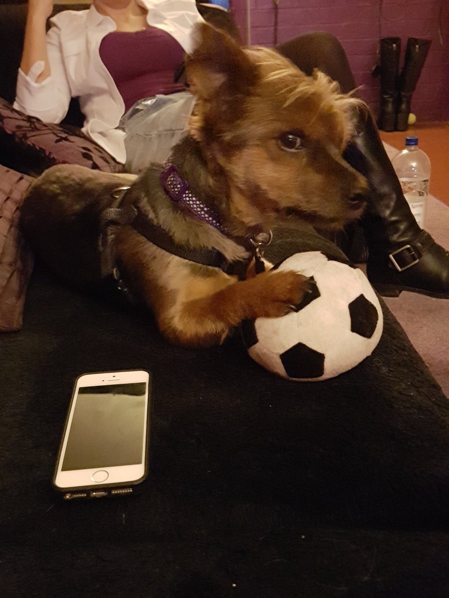 Lucina_Lady_'s tweet photo. @CharlieDungeonD giving @MissLuciWhite side eye protecting his ball lol with @lucina_princess in the background #DungeonDog https://t.co/OVZ49ufOX5
