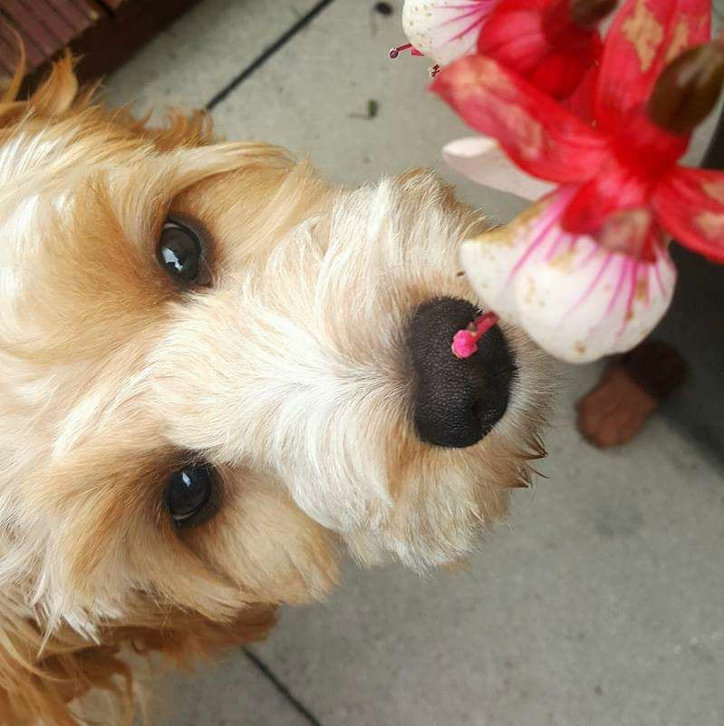 wafcol's tweet photo. This is Rosie. Her mummy says she always gets what she wants when it comes to #wafcol! Chicken & Corn is her favourite :) #wafcol #dog https://t.co/WlXI7fkY7g