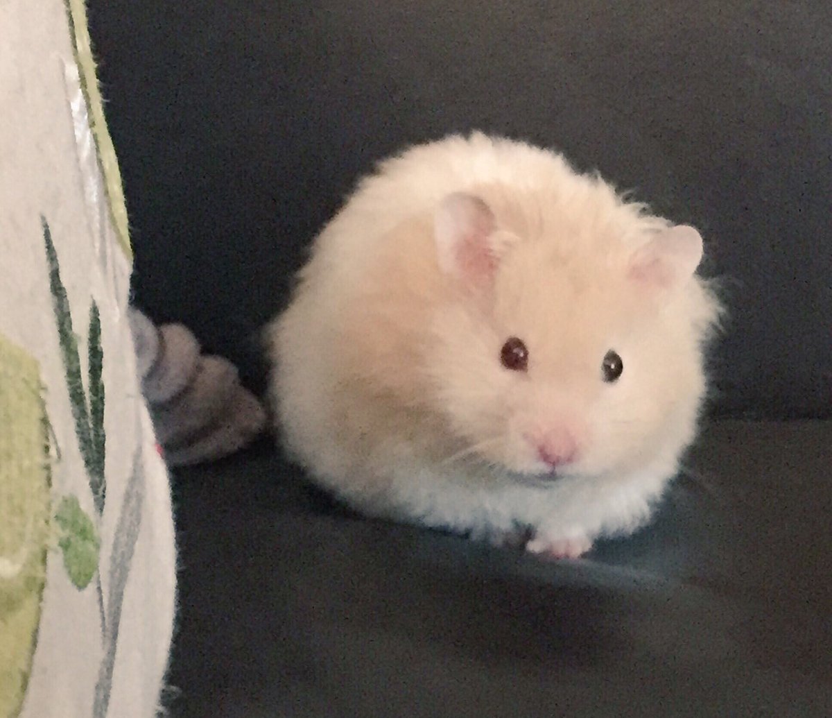 HamsterChico's tweet photo. We've sadly lost our little furry friend Chico 🐹💕May 2015 - 7 July 2017 x #HamsterChico #littlechamp #littlestfriend #legend @LearningTutor https://t.co/xdpVCfCeJd