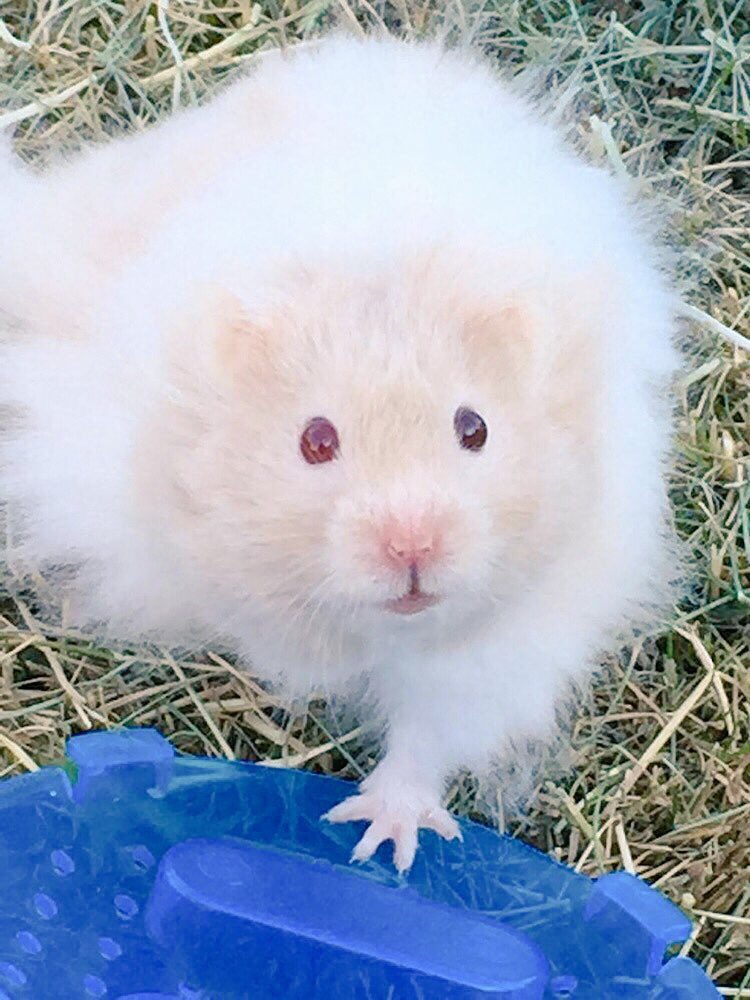 LearningTutor's tweet photo. We've sadly lost our little furry friend Chico 🐹💕May 2015 - 7 July 2017 x #HamsterChico #littlechamp #littlestfriend #legend @HamsterChico https://t.co/e59X1idk75