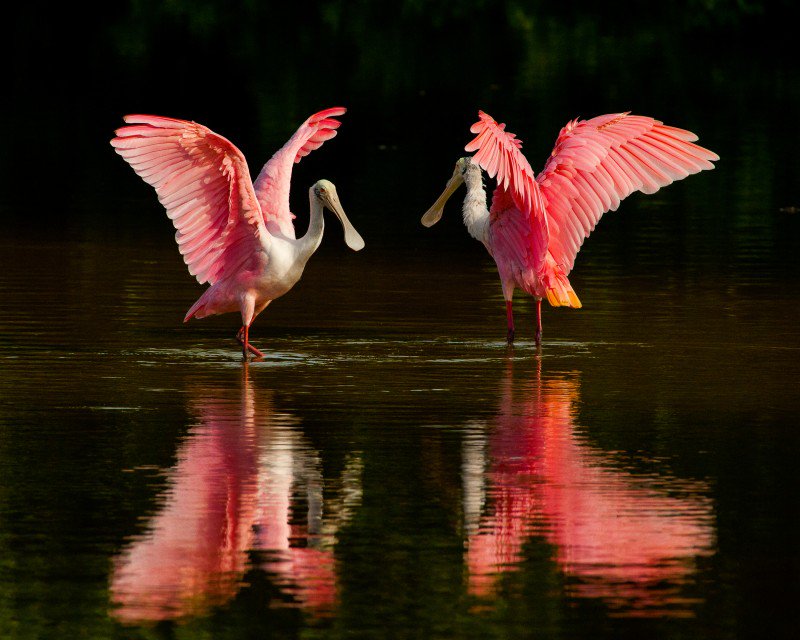Two large pink birds flap their wings at each other as they stand in shallow water.
