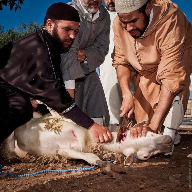 RIBERABA's tweet photo. #AVATMA @avat_ma PIDE
al #AyuntamientoDeCórdoba
RENUNCIAR al Mercado #Halal
por #MaltratoAnimal:
https://t.co/puYxhirH07
| Vía @lavanguardia https://t.co/WUwTo9O8O1