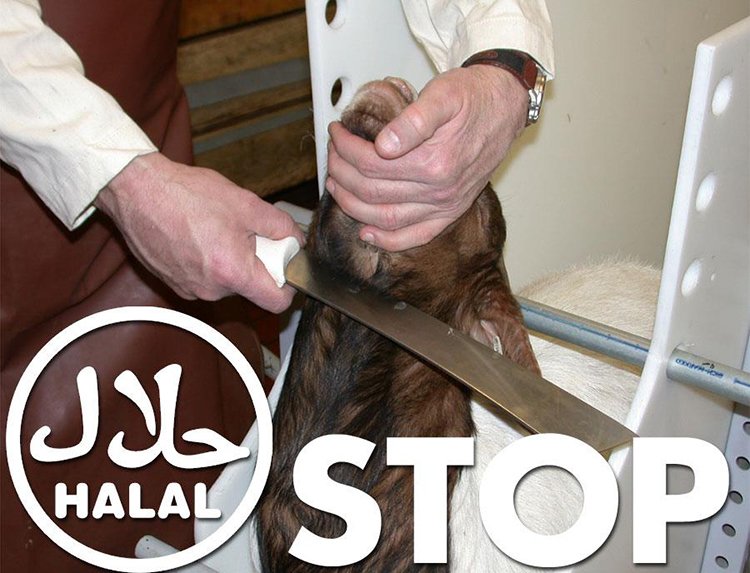 RIBERABA's tweet photo. #AVATMA @avat_ma PIDE
al #AyuntamientoDeCórdoba
RENUNCIAR al Mercado #Halal
por #MaltratoAnimal:
https://t.co/puYxhirH07
| Vía @lavanguardia https://t.co/WUwTo9O8O1