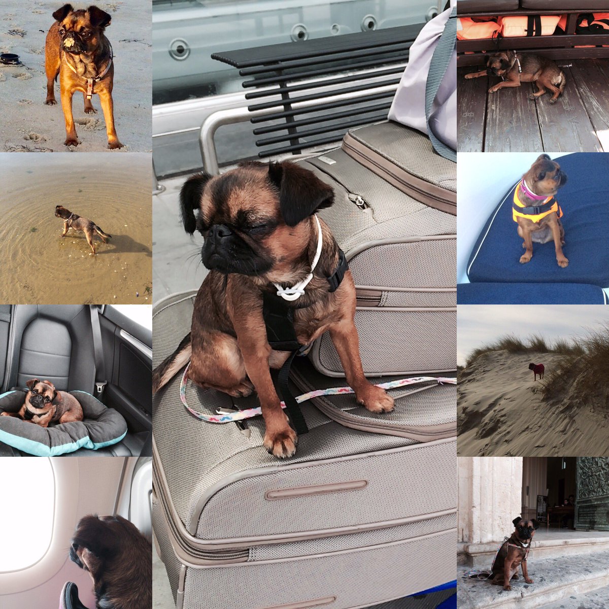 IsaDogTrotter's tweet photo. Isa a #toujours fait partie du #voyage #NonALAbandon #sicile #italie #martinique #campagne #mer #bateau #avion #roadtrip @30millionsdamis https://t.co/703N1iwuim