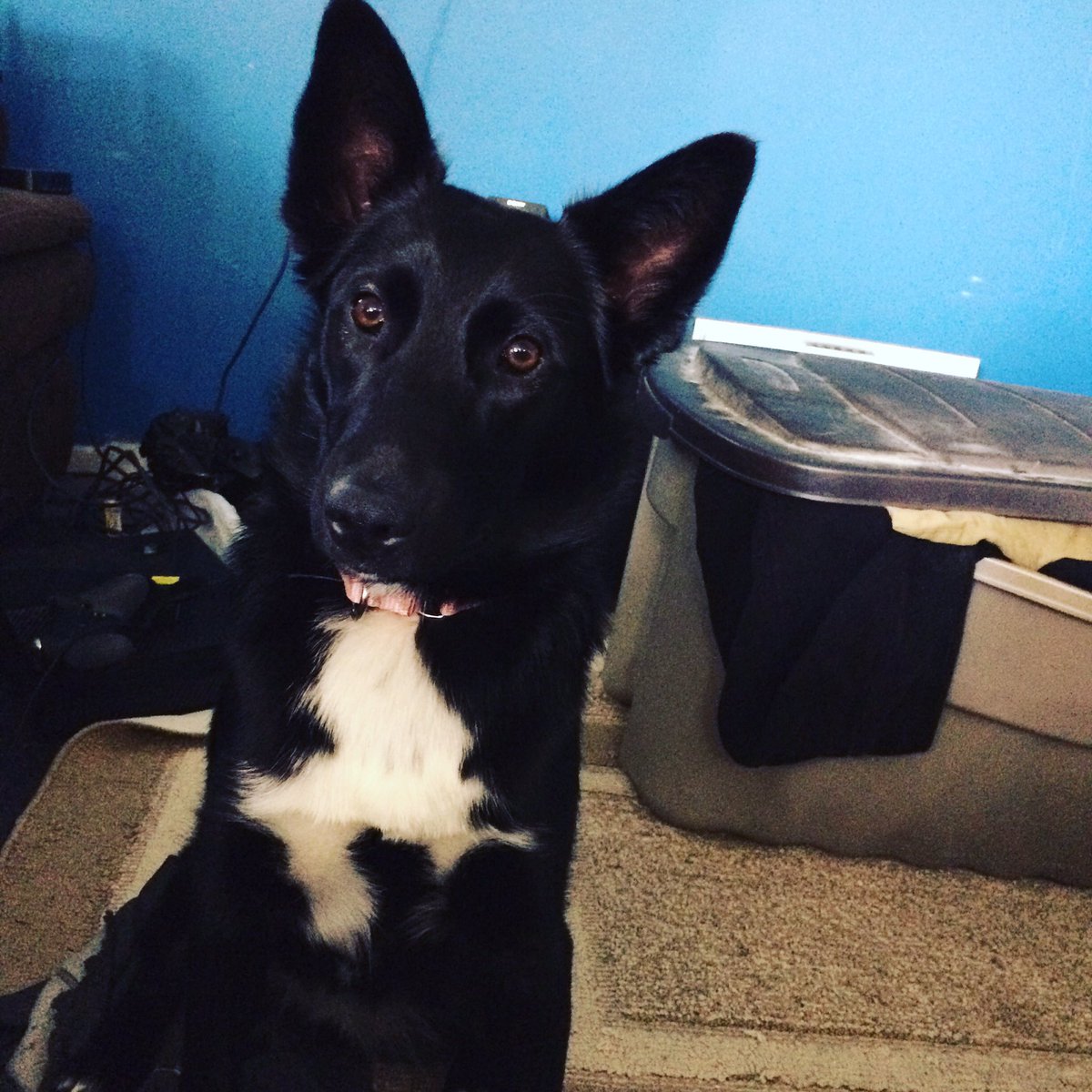 What do you mean I is not Human?! #FeelGoodFriday #DogLife #raw #dogsoftwitter #DogLover