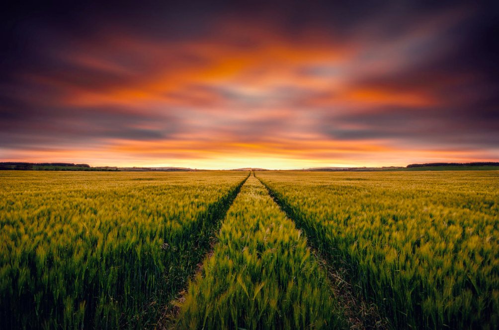 TGIF! "En Tant Qu'objet Dynamique" by Hmetosche. #landscape #agriculture #wheat #sky #field #nature #sunset #farm #country #TGIF