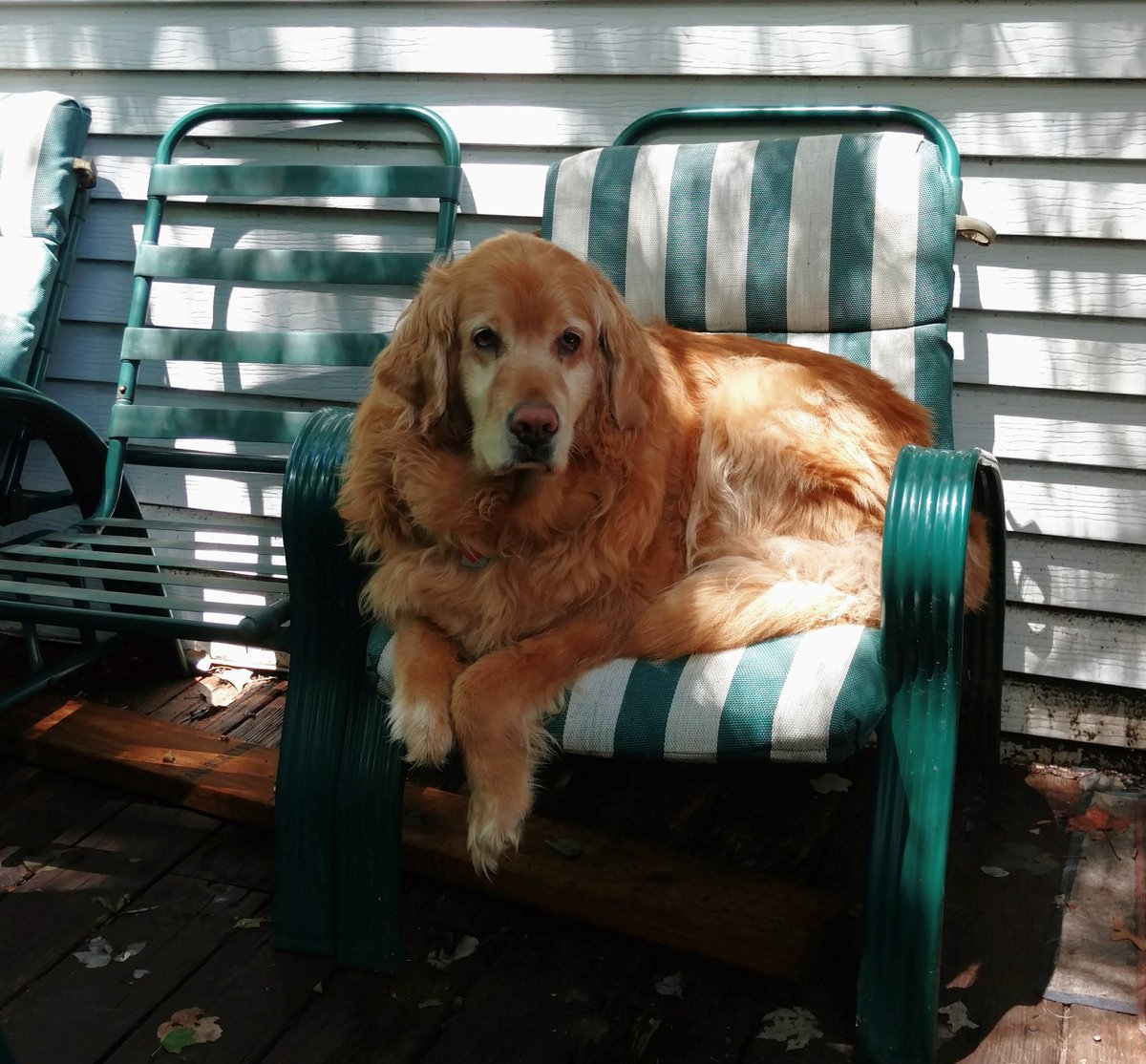 CassidyBitch1's tweet photo. You saved this chair for me, right ? #comfortablebitch https://t.co/AaCgOGquA0